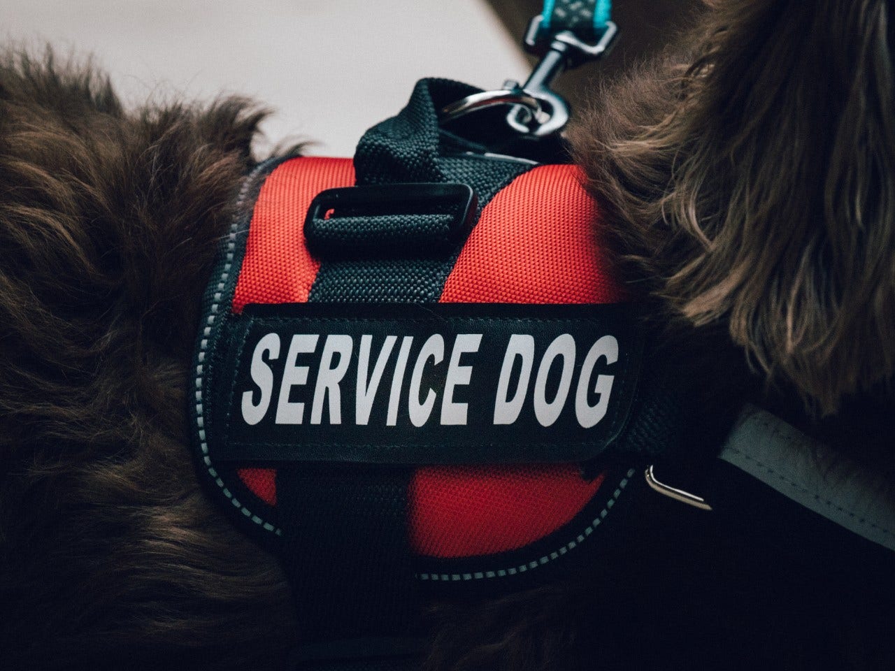 What is a Service Dog