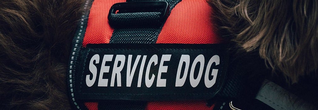 service dog